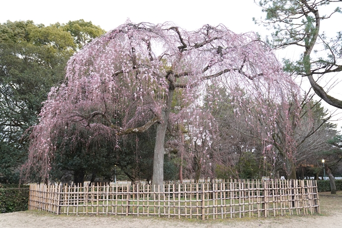 桜_2021_04 近衛邸跡の糸桜　No13