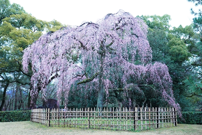 桜_2021_06 出水の桜　No3