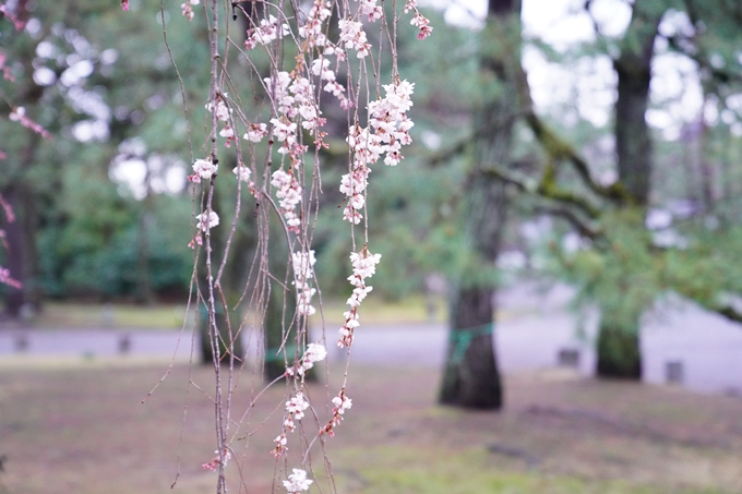 桜_2021_06 出水の桜　No6