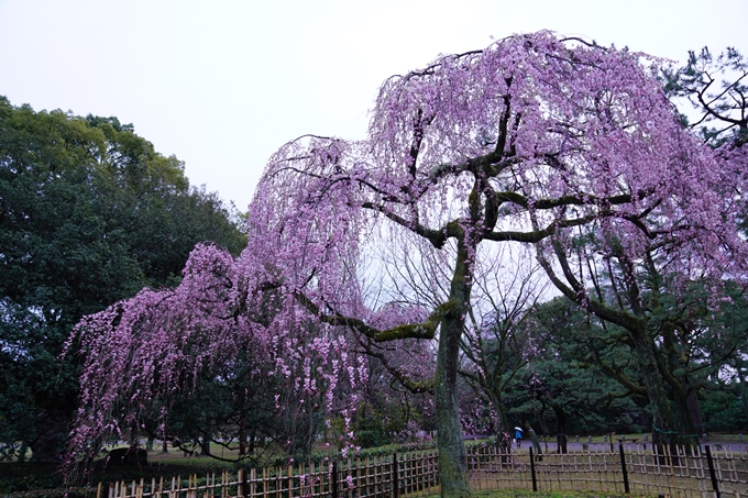 桜_2021_06 出水の桜　No7