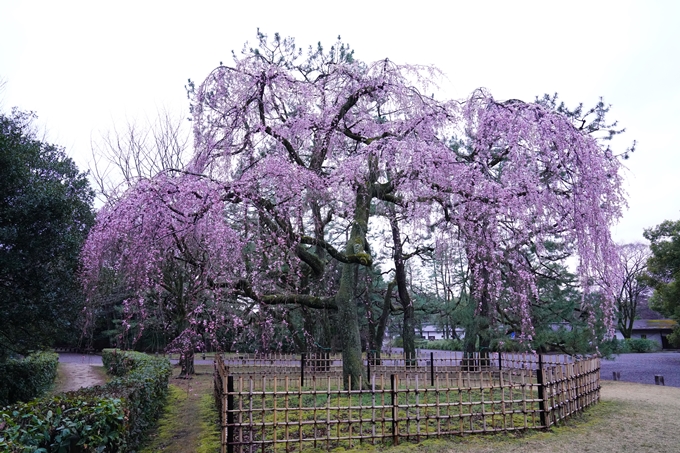 桜_2021_06 出水の桜　No8