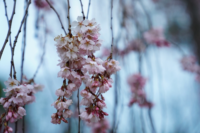 桜_2021_06 出水の桜　No9