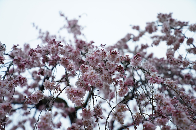 桜_2021_06 出水の桜　No10