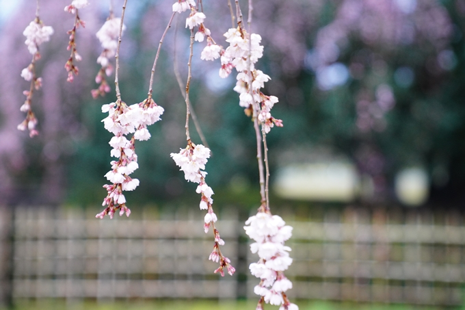 桜_2021_06 出水の桜　No11