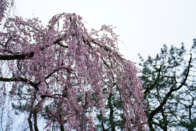 桜_2021_06 出水の桜　No12