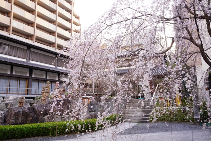 桜_2021_08　六角堂　No9