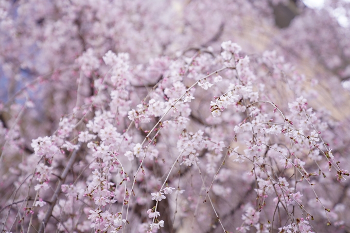 桜_2021_08　六角堂　No19