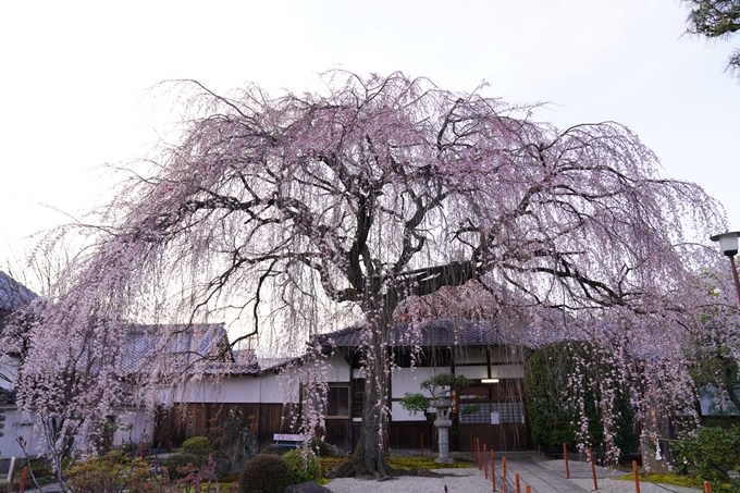 桜_2021_09　本満寺　No3