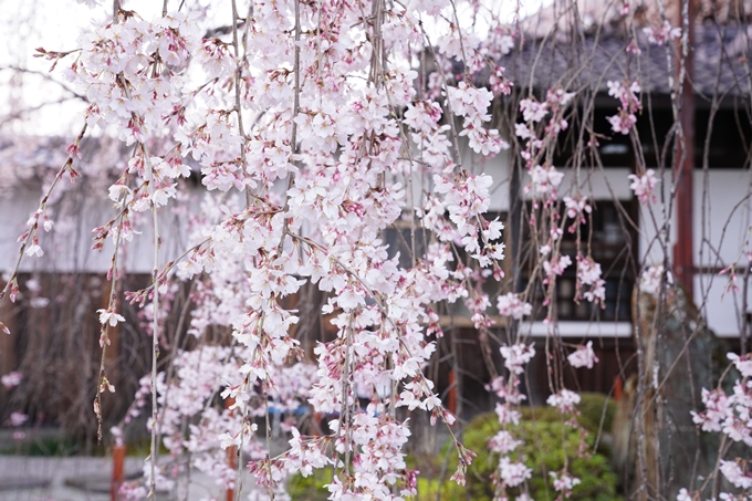 桜_2021_09　本満寺　No4