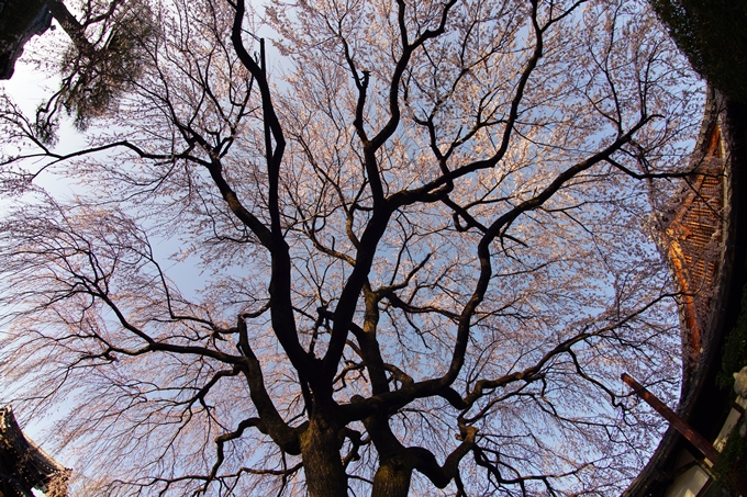 桜_2021_09　本満寺　No14