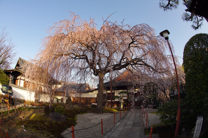 桜_2021_09　本満寺　No15