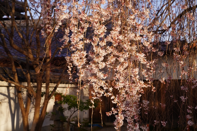 桜_2021_09　本満寺　No7