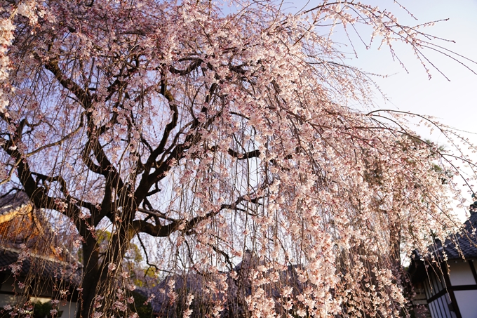 桜_2021_09　本満寺　No8