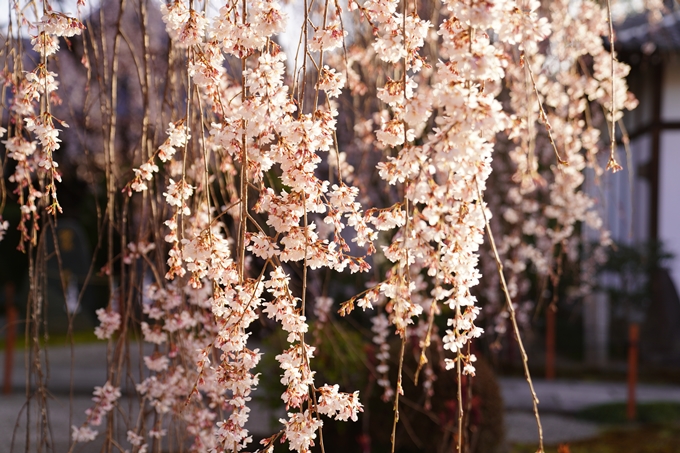 桜_2021_09　本満寺　No9