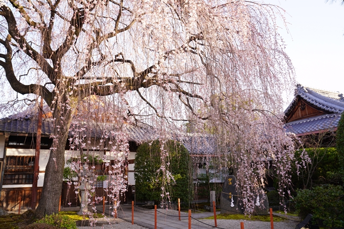 桜_2021_09　本満寺　No10