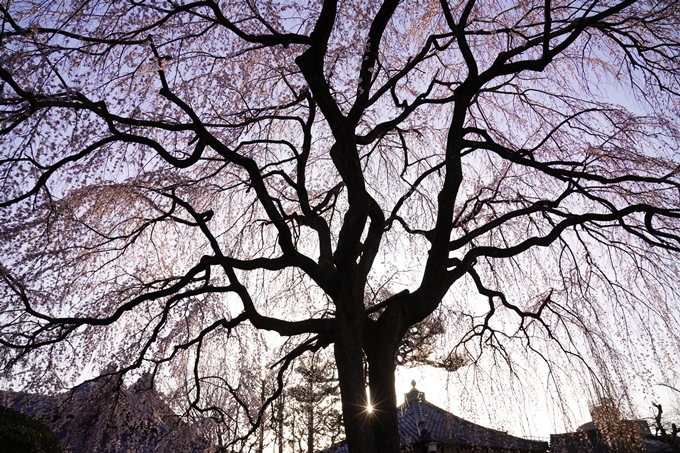 桜_2021_09　本満寺　No11