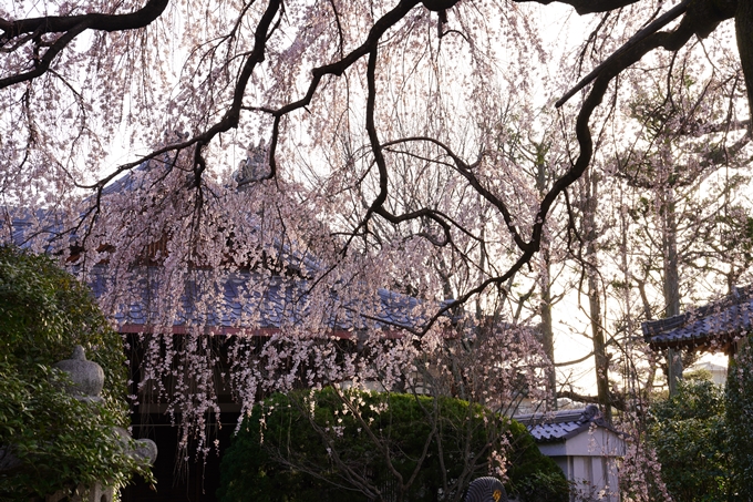 桜_2021_09　本満寺　No12