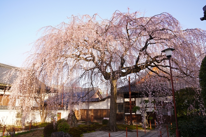 桜_2021_09　本満寺　No16