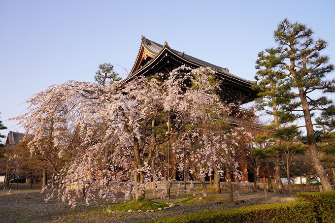 桜_2021_10　金戒光明寺　No2