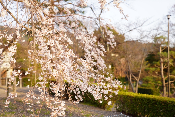 桜_2021_10　金戒光明寺　No3