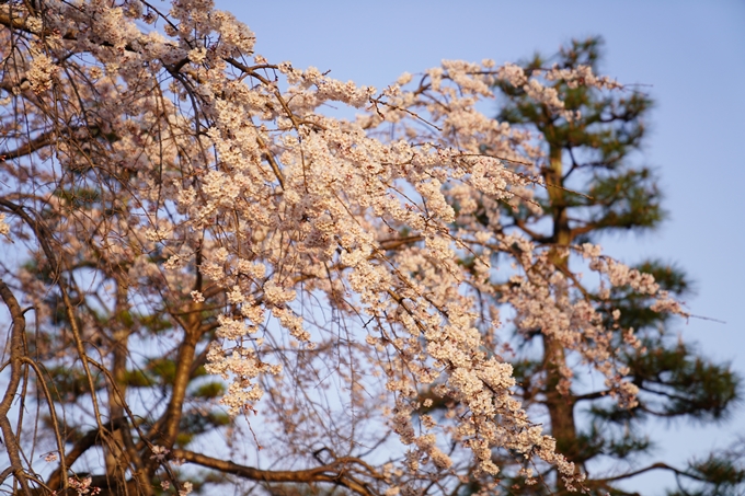 桜_2021_10　金戒光明寺　No4