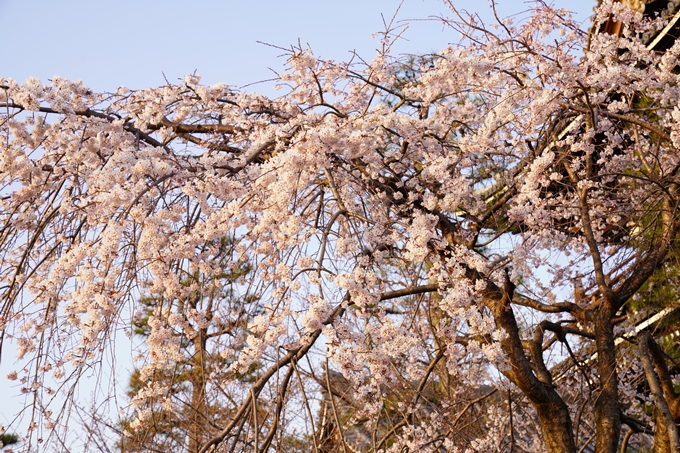 桜_2021_10　金戒光明寺　No5