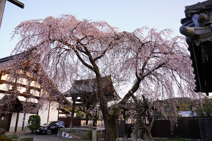 桜_2021_11　満願寺　No2