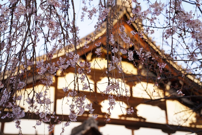 桜_2021_11　満願寺　No4