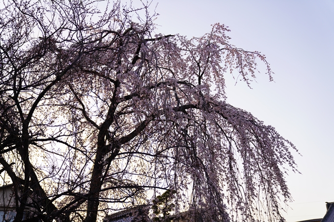 桜_2021_11　満願寺　No5