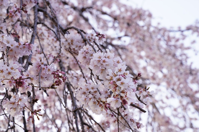 桜_2021_11　満願寺　No6