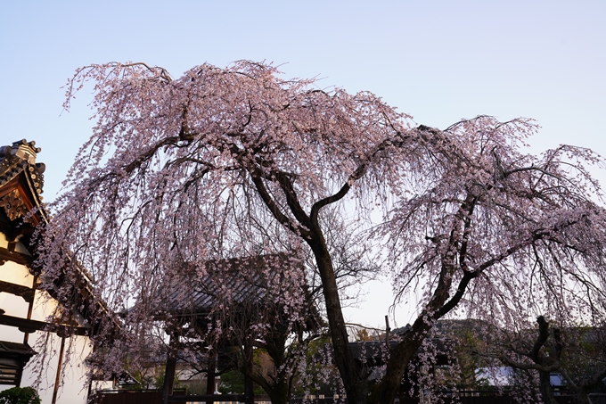 桜_2021_11　満願寺　No7