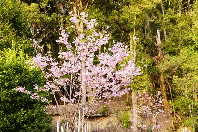 桜_2021_14　熊野若王子神社_桜苑　No2