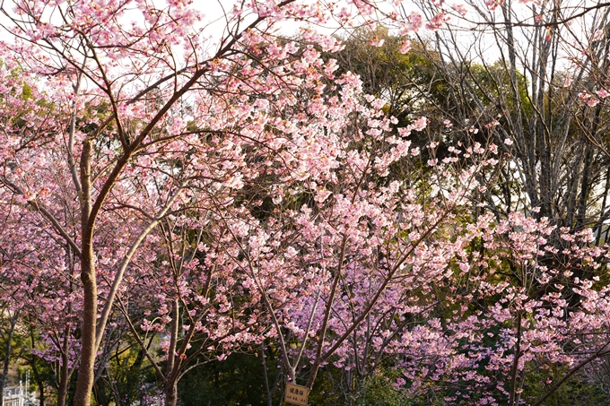 桜_2021_14　熊野若王子神社_桜苑　No4