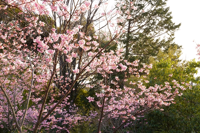 桜_2021_14　熊野若王子神社_桜苑　No5