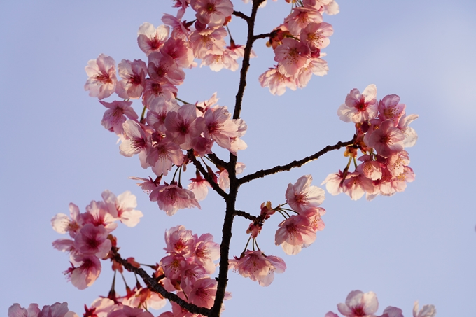 桜_2021_14　熊野若王子神社_桜苑　No6