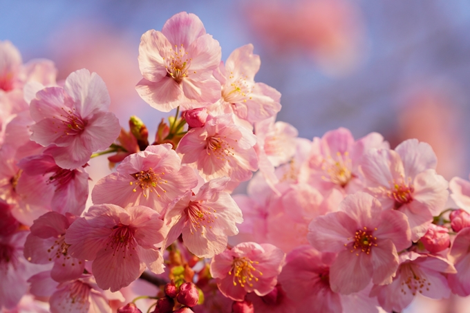 桜_2021_14　熊野若王子神社_桜苑　No7