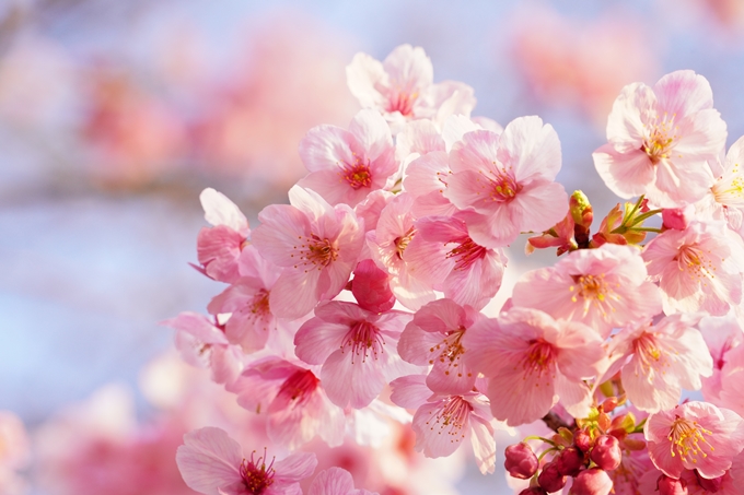 桜_2021_14　熊野若王子神社_桜苑　No8