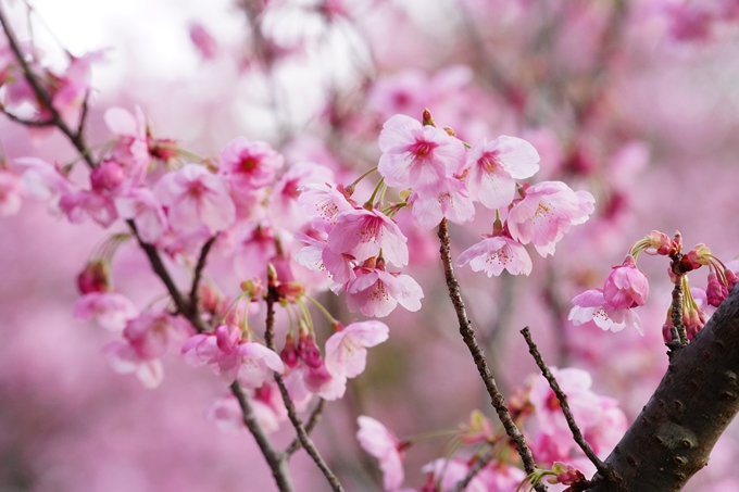 桜_2021_14　熊野若王子神社_桜苑　No9