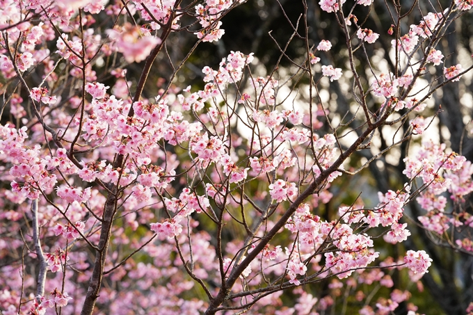 桜_2021_14　熊野若王子神社_桜苑　No10