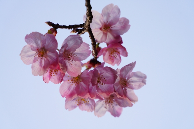 桜_2021_14　熊野若王子神社_桜苑　No11