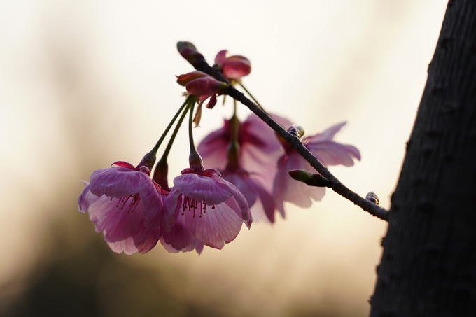 桜_2021_14　熊野若王子神社_桜苑　No12