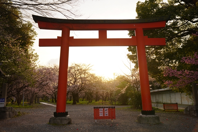 桜_2021_12　平野神社　No2