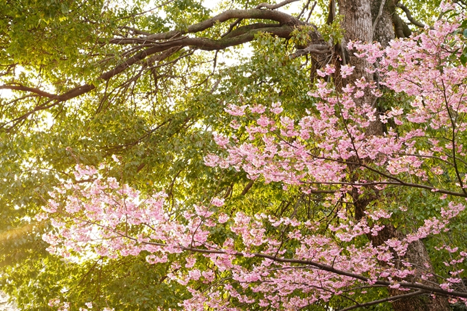 京都の桜 21 その12 平野神社 ガイドブックに載らない京都