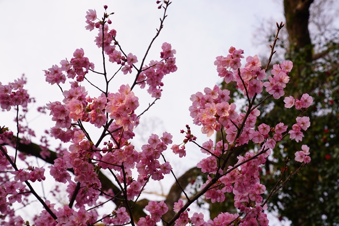 桜_2021_12　平野神社　No4