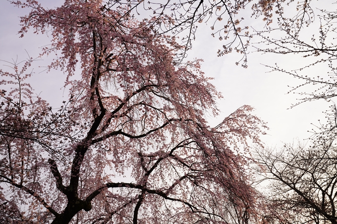 桜_2021_12　平野神社　No5