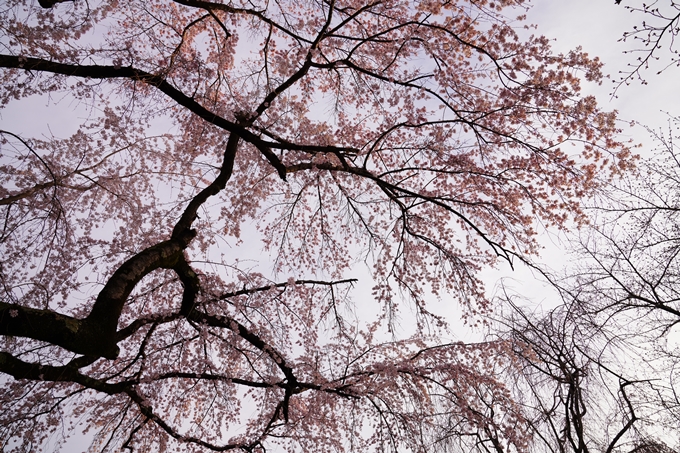 桜_2021_12　平野神社　No6