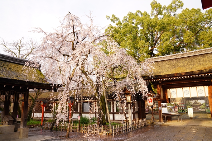 桜_2021_12　平野神社　No7