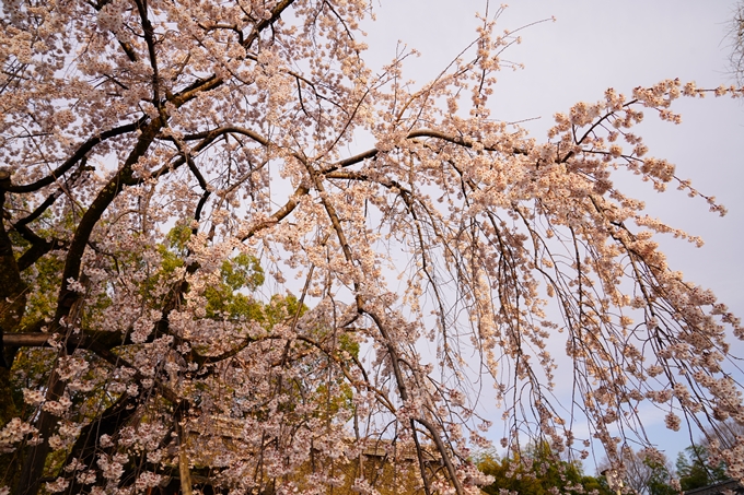 桜_2021_12　平野神社　No8