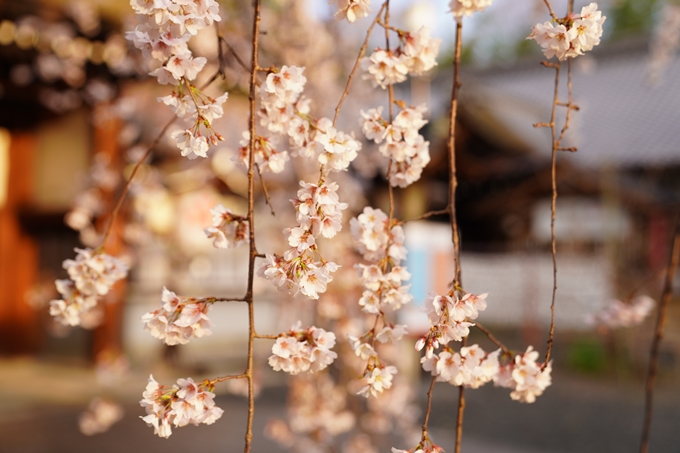 桜_2021_12　平野神社　No9