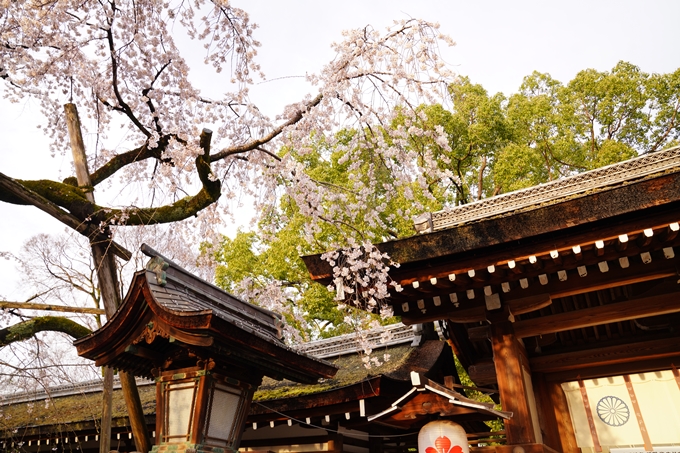 桜_2021_12　平野神社　No10